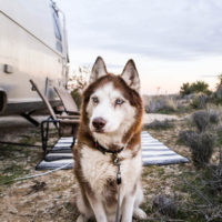 airstream-pet-guide-square