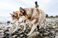 ZOOMZOOMCREATIVE_AIRSTREAM_ROUNDTRIP_MAINEACADIA-15